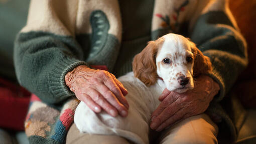 What Are Therapy Dogs 